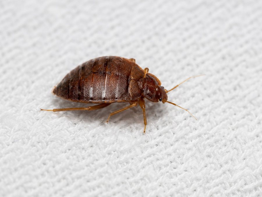 Close-up of an adult bed bug on white fabric, showing its flat oval reddish-brown body and six legs