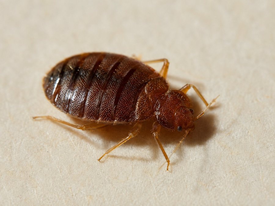 Detailed close-up of a live adult bed bug, the target odor a detection dog is trained to find