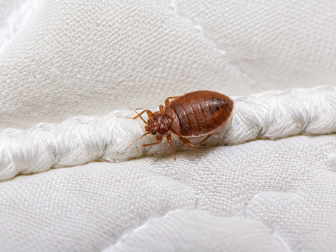 Una chinche de cama adulta sobre la costura de un colchón blanco